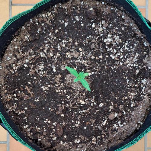Super Boof on Earth. Week 2 - Day 10