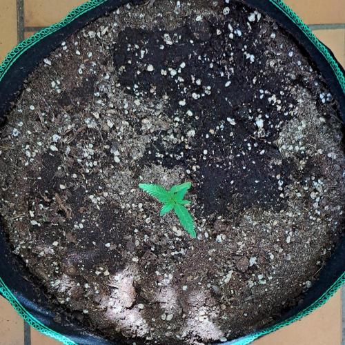 Super Boof on Earth. Week 2 - Day 11