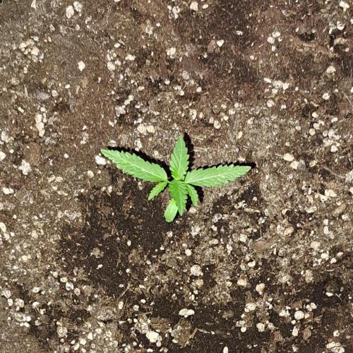 Super Boof on Earth. Week 2 - Day 12