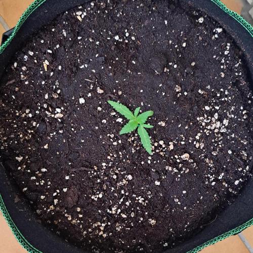 Super Boof on Earth. Week 2 - Day 13