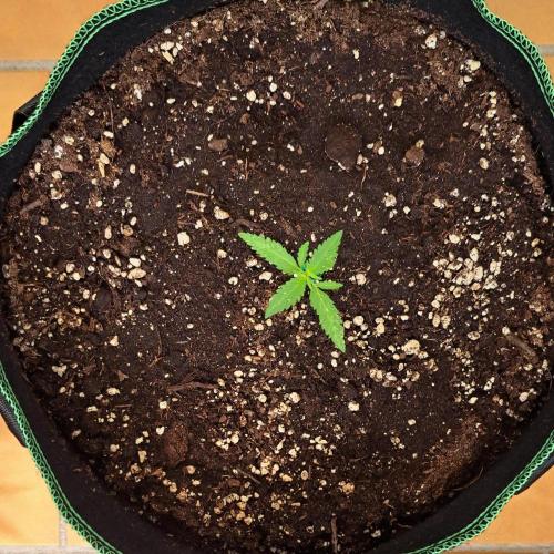 Super Boof on Earth. Week 2 - Day 14