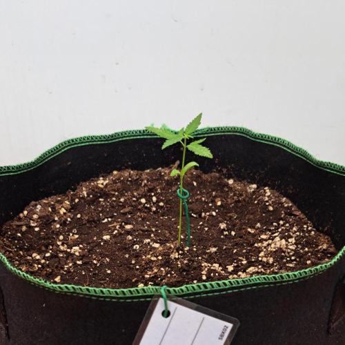 Super Boof on Earth. Week 2 - Day 14