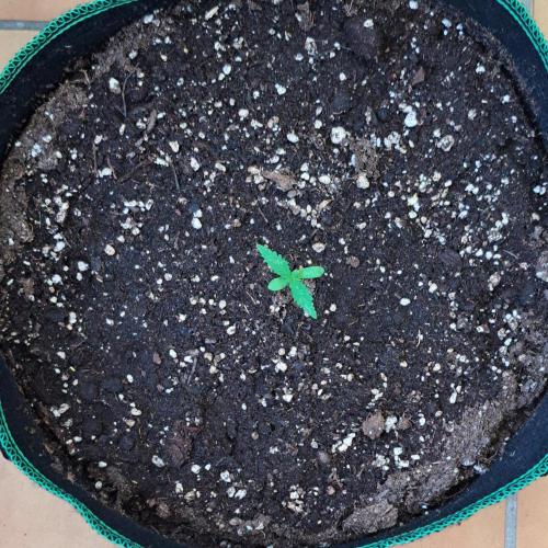 Super Boof on Earth. Week 2 - Day 8