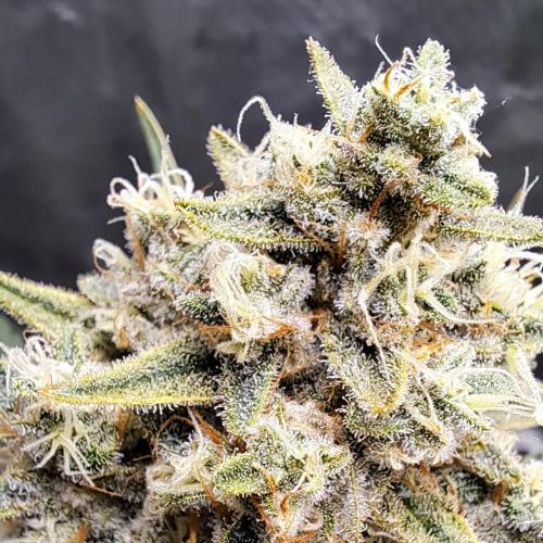 Studio 54 Stardust Auto. Week 9