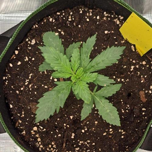 Purple Bananas spotted on Mars. Week 3 - Day 15