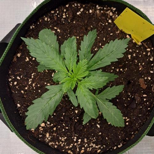 Purple Bananas spotted on Mars. Week 3 - Day 16