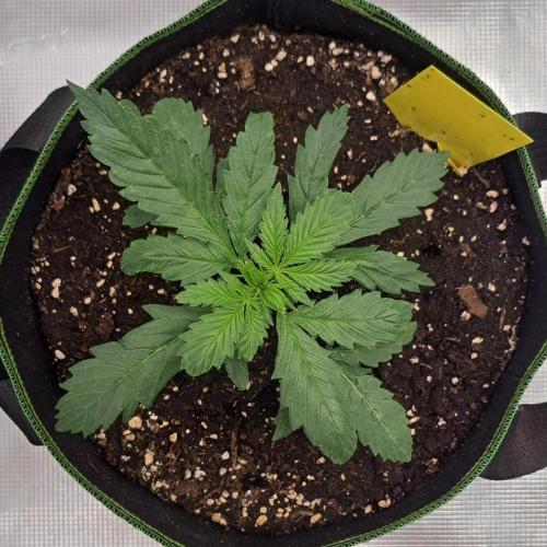 Purple Bananas spotted on Mars. Week 3 - Day 17