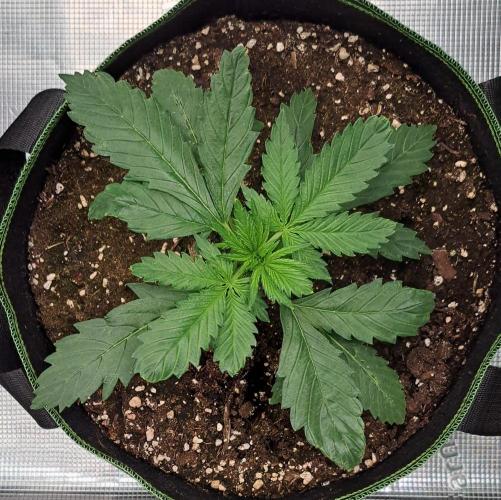 Purple Bananas spotted on Mars. Week 3 - Day 18