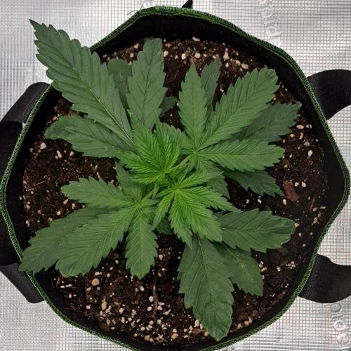 Purple Bananas spotted on Mars. Week 3 - Day 19