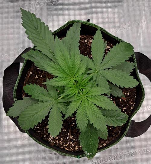 Purple Bananas spotted on Mars. Week 3 - Day 20