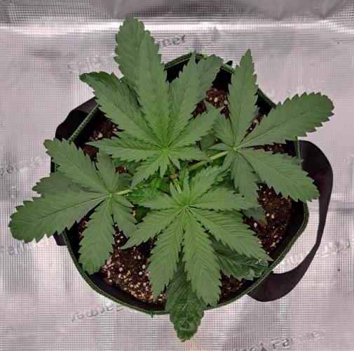 Purple Bananas spotted on Mars. Week 3 - Day 21