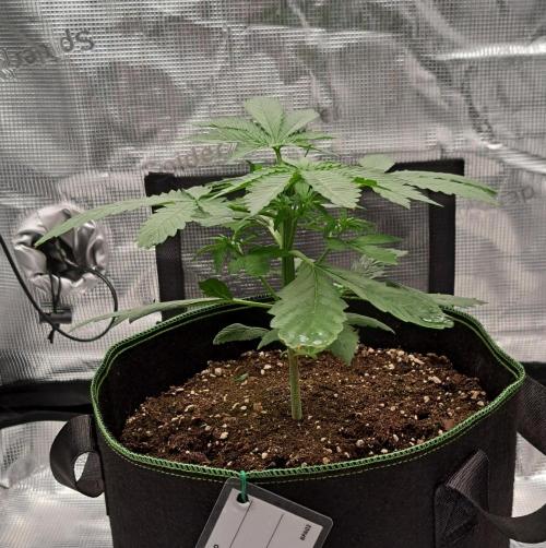 Purple Bananas spotted on Mars. Week 3 - Day 21
