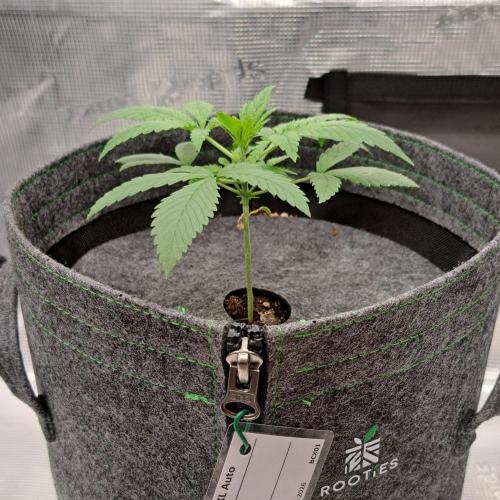 Banana on the Roots for Saturn. Week 3 - Day 16