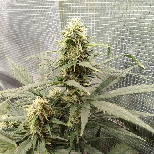 Permanent Marker XL Auto®. Week 8