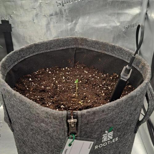 Berry Blues on the Roots vor Venus. Week 1 - Day 1