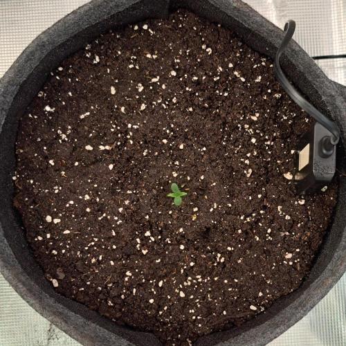Berry Blues on the Roots vor Venus. Week 1 - Day 2