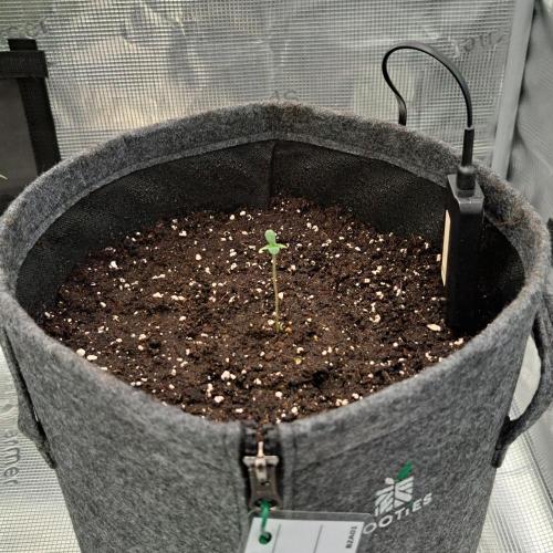Berry Blues on the Roots vor Venus. Week 1 - Day 2
