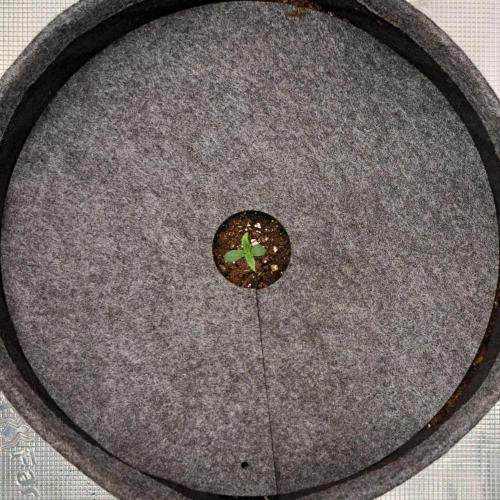 Berry Blues on the Roots vor Venus. Week 1 - Day 3
