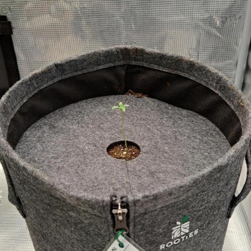 Berry Blues on the Roots vor Venus. Week 1 - Day 3