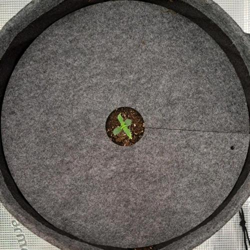 Berry Blues on the Roots vor Venus. Week 1 - Day 4
