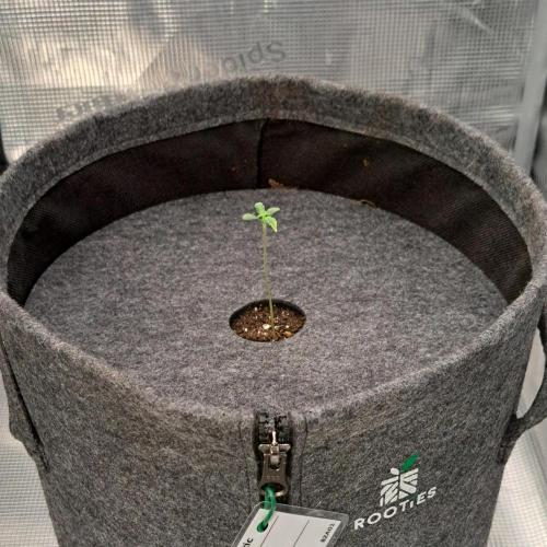 Berry Blues on the Roots vor Venus. Week 1 - Day 4