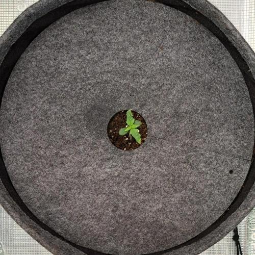 Berry Blues on the Roots vor Venus. Week 1 - Day 5