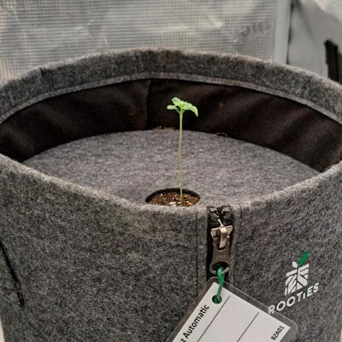 Berry Blues on the Roots vor Venus. Week 1 - Day 5