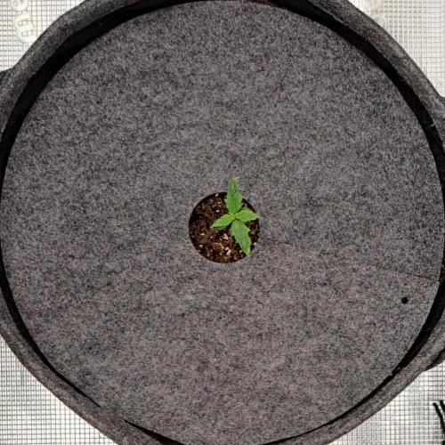 Berry Blues on the Roots vor Venus. Week 1 - Day 6