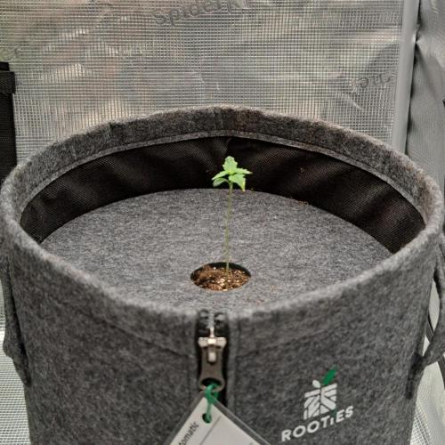 Berry Blues on the Roots vor Venus. Week 1 - Day 6