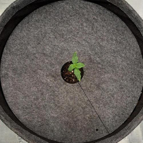 Berry Blues on the Roots vor Venus. Week 1 - Day 7