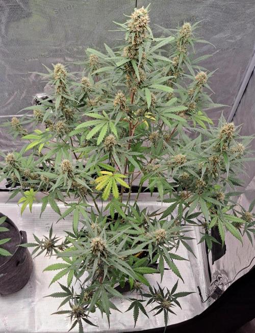 Saturn needs cake for break-up. Week 9 - Day 59