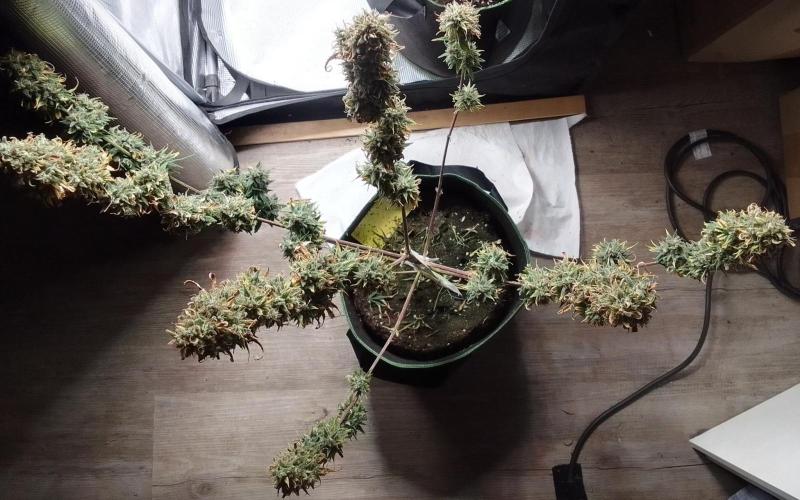 Are there Northern Lights on Mars?. Week 12 - Day 80