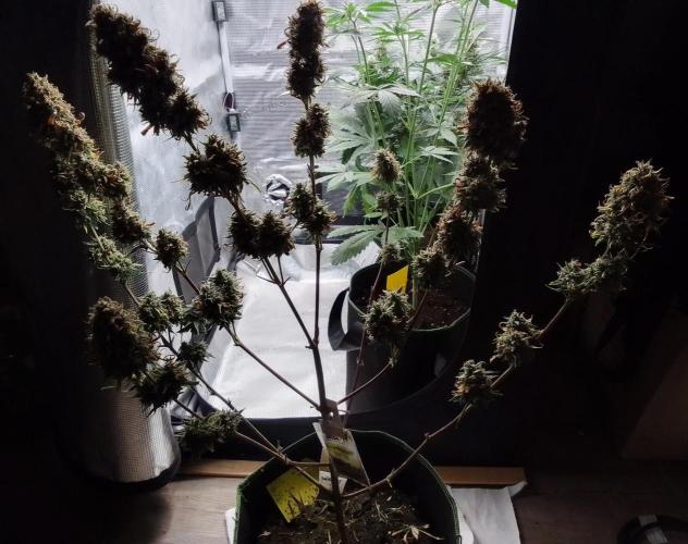 Are there Northern Lights on Mars?. Week 12 - Day 80