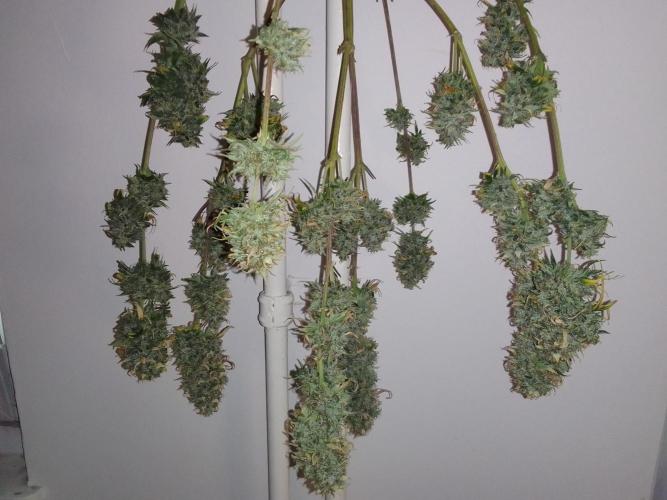 Are there Northern Lights on Mars?. Week 12 - Day 80