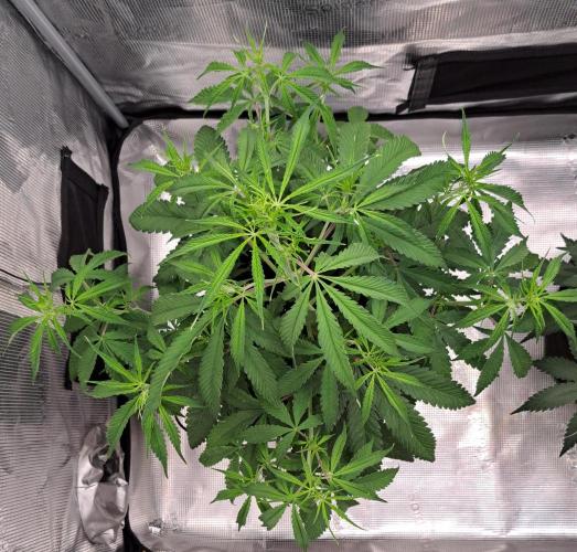 Red Velvet on Venus. Week 6 - Day 36