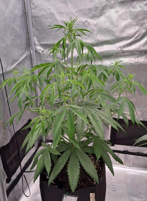 Red Velvet on Venus. Week 6 - Day 36