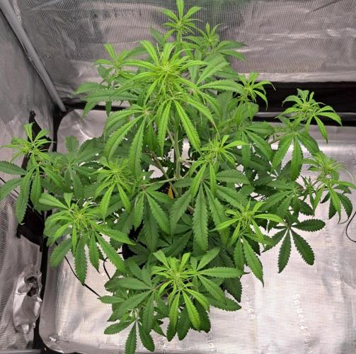 Red Velvet on Venus. Week 6 - Day 40