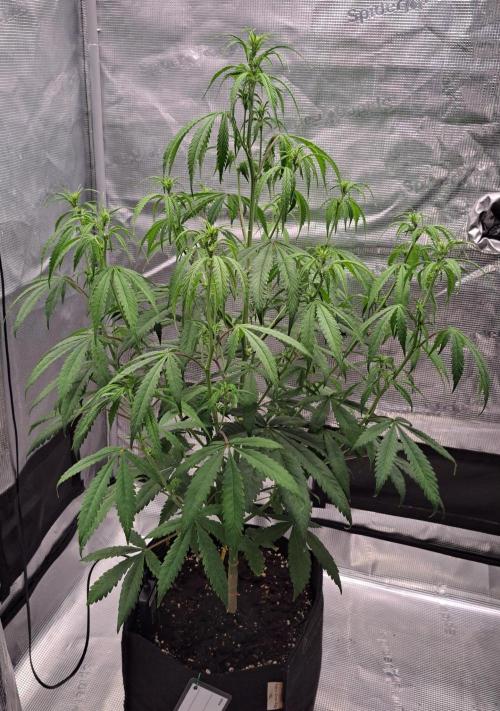 Red Velvet on Venus. Week 6 - Day 40