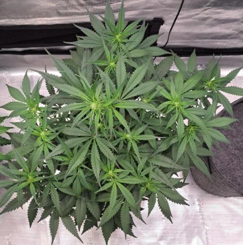 A tropical twist on Venus. Week 6 - Day 36