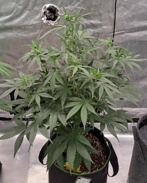 A tropical twist on Venus. Week 6 - Day 36