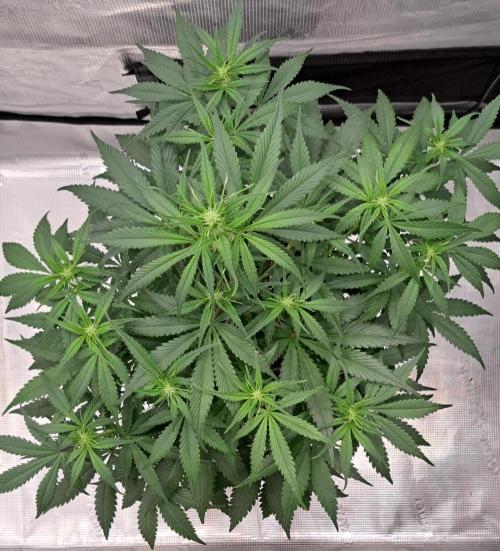 A tropical twist on Venus. Week 6 - Day 37