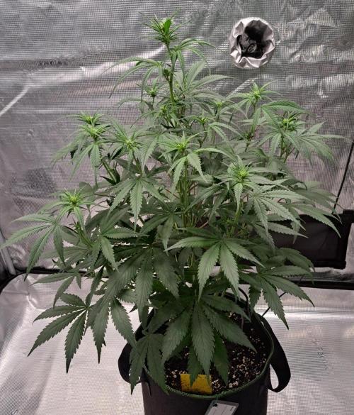 A tropical twist on Venus. Week 6 - Day 37