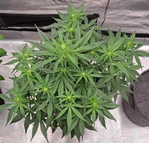 A tropical twist on Venus. Week 6 - Day 38