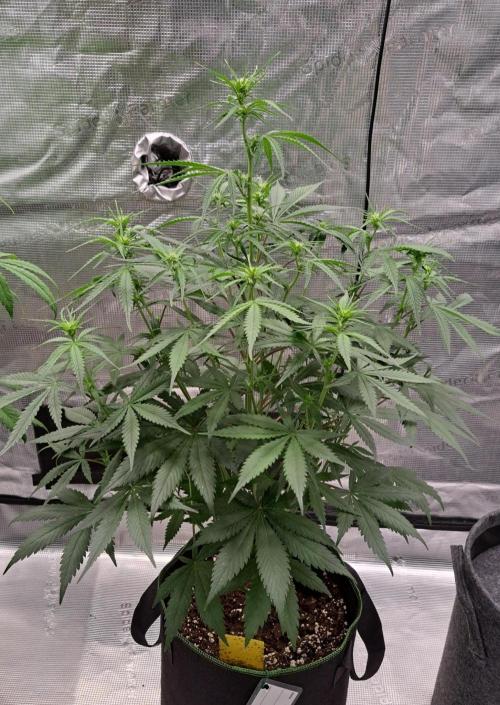 A tropical twist on Venus. Week 6 - Day 38