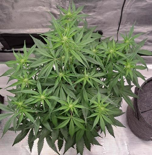 A tropical twist on Venus. Week 6 - Day 39