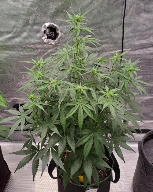 A tropical twist on Venus. Week 6 - Day 39