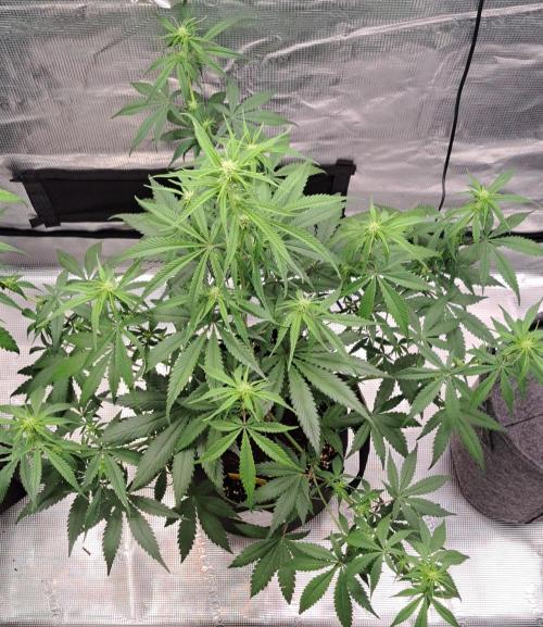 A tropical twist on Venus. Week 6 - Day 40