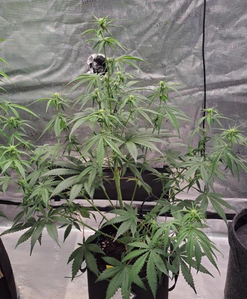 A tropical twist on Venus. Week 6 - Day 40
