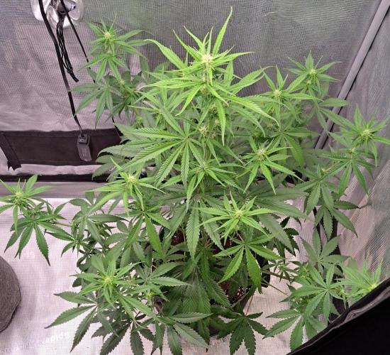 A tropical twist on Venus. Week 6 - Day 41