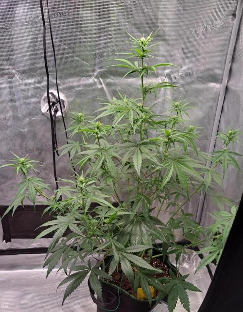 A tropical twist on Venus. Week 6 - Day 41